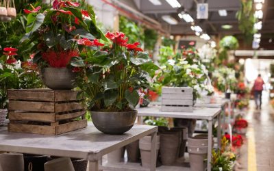 Faites fleurir votre image de marque avec des cadeaux d&rsquo;affaires à planter